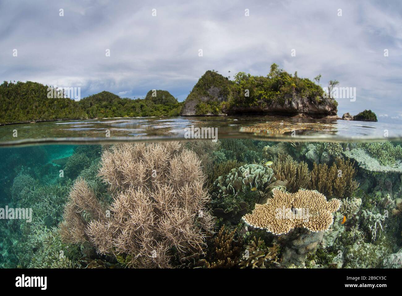 Un hermoso arrecife de coral prospera alrededor de una isla en una parte remota de Raja Ampat, Indonesia. Foto de stock