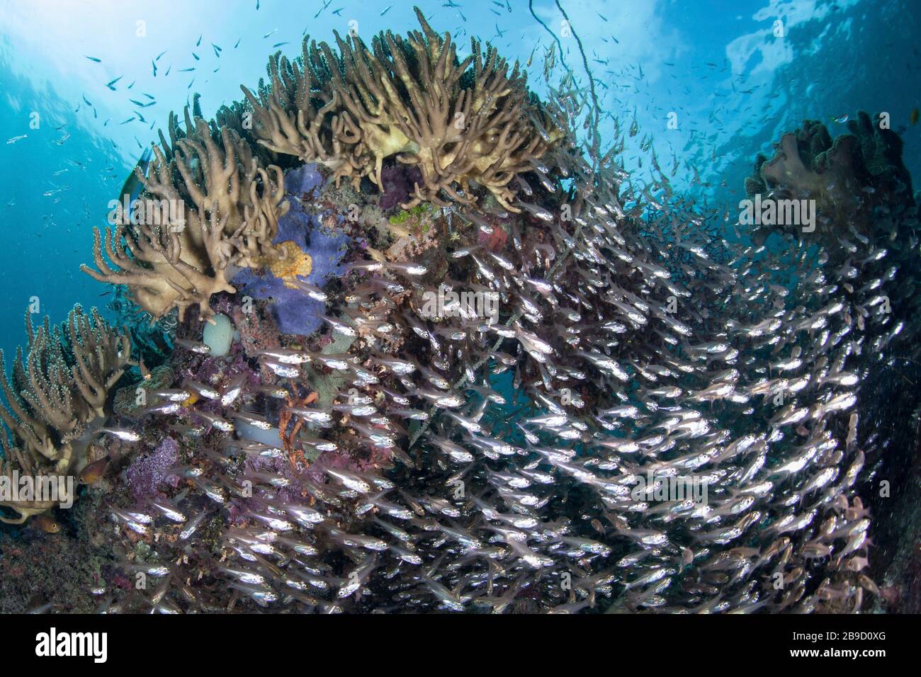 Un hermoso arrecife de coral prospera en medio de las islas tropicales de Raja Ampat, Indonesia. Foto de stock