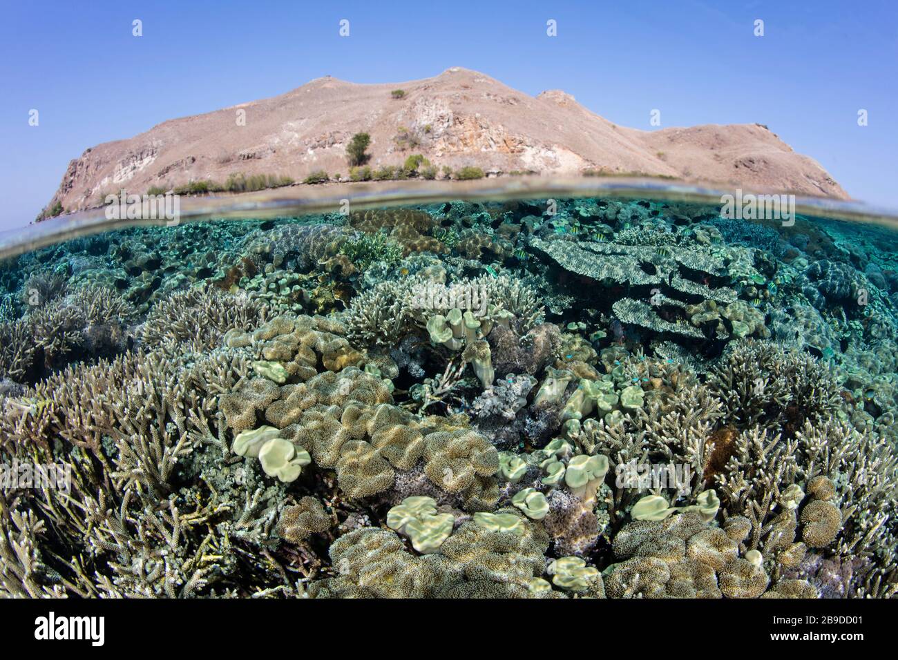 Un saludable arrecife de coral prospera en el Parque Nacional de Komodo, Indonesia. Foto de stock