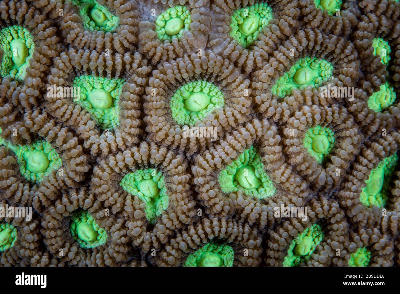 Detalle de una colonia de corales de construcción de arrecifes, Favia sp., creciendo en un arrecife sano. Foto de stock