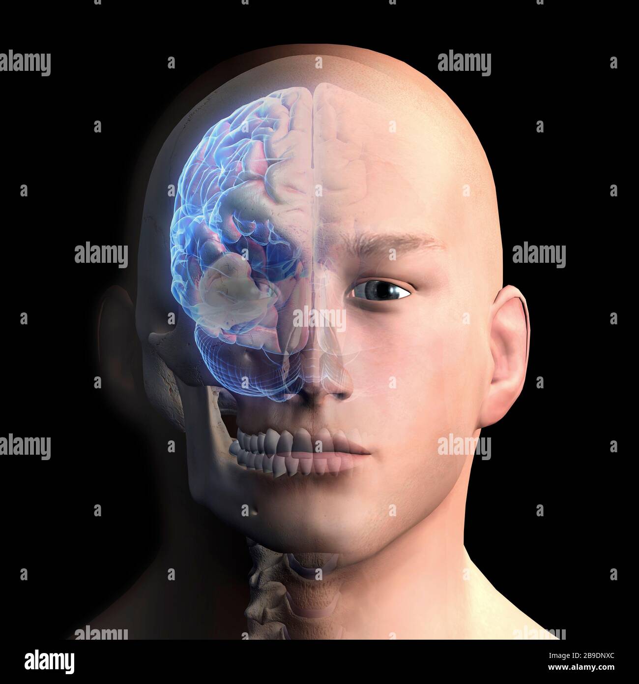 Representación 3D de la cabeza y el cerebro humanos sobre fondo negro. Foto de stock