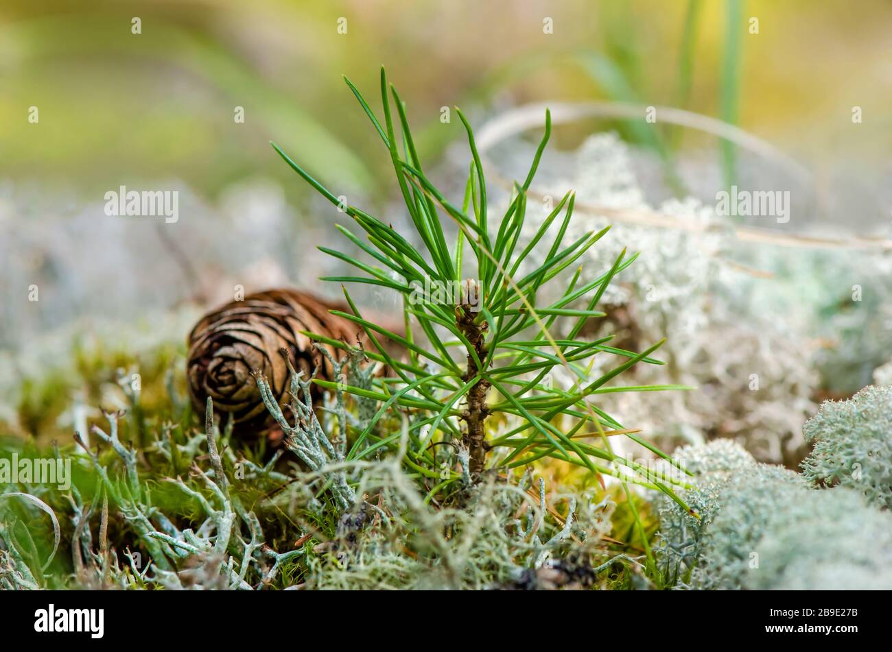 Un pequeño pique de picea crece en el suelo. Pequeño árbol de coníferas. Abeto y cono de abeto en un entorno natural Foto de stock