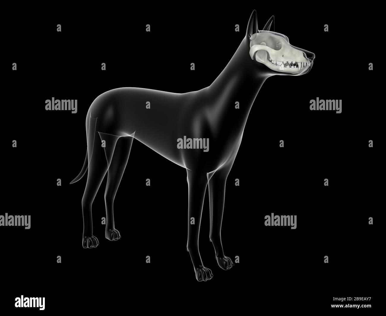 Cráneo de perro, vista de rayos X. Foto de stock