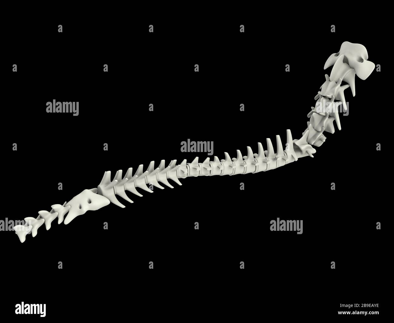 Columna vertebral de un perro Fotografía de stock - Alamy