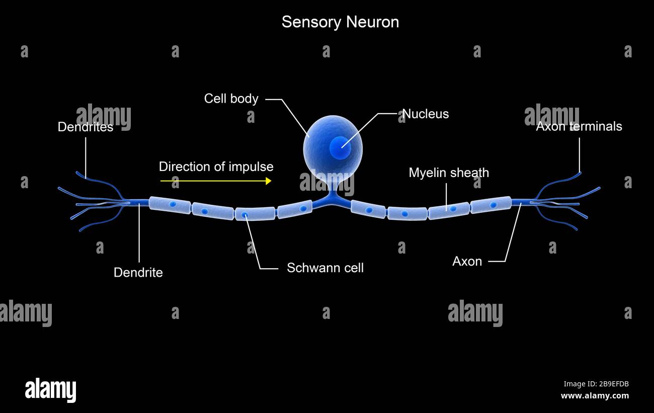 Imagen conceptual de una neurona sensorial. Foto de stock