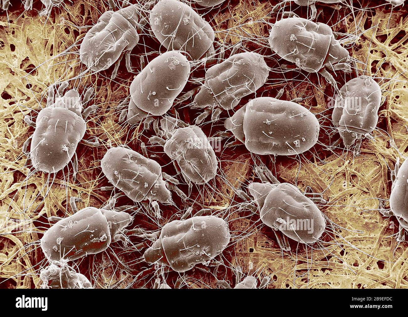 100x SEM magnificado de ácaros de jamón, Tyropagus putrescentiae. Foto de stock