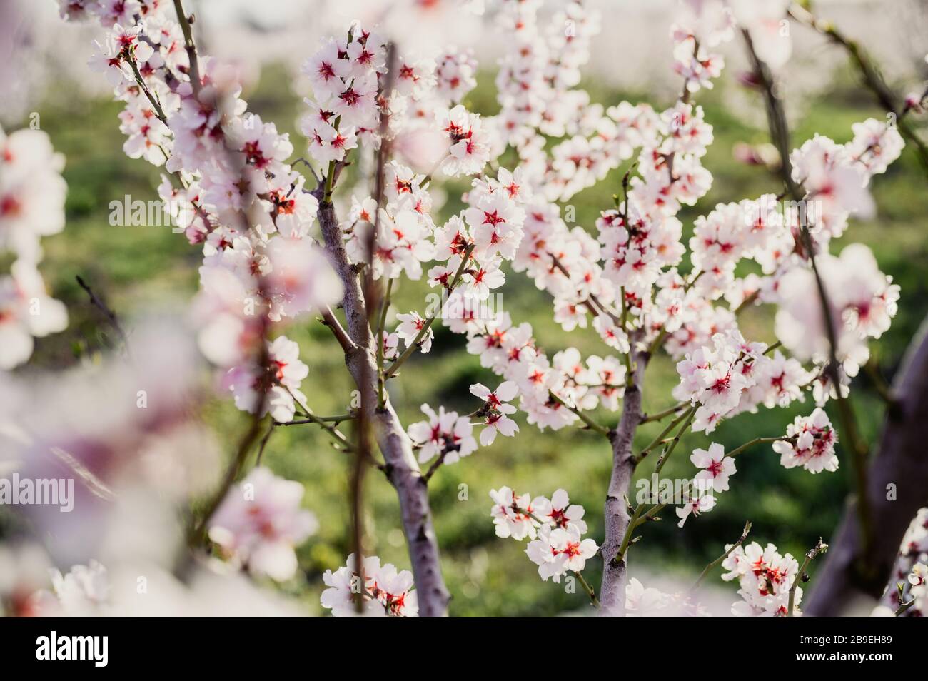 Blühende Obstbäume im Frühling Foto de stock