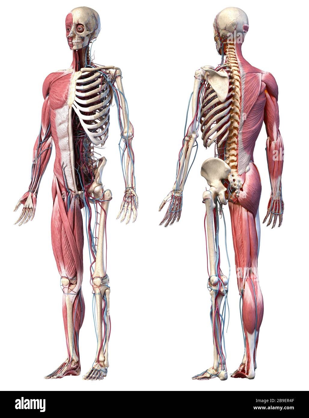Ilustración 3D de esqueleto humano completo con músculos, venas y arterias,  fondo blanco Fotografía de stock - Alamy