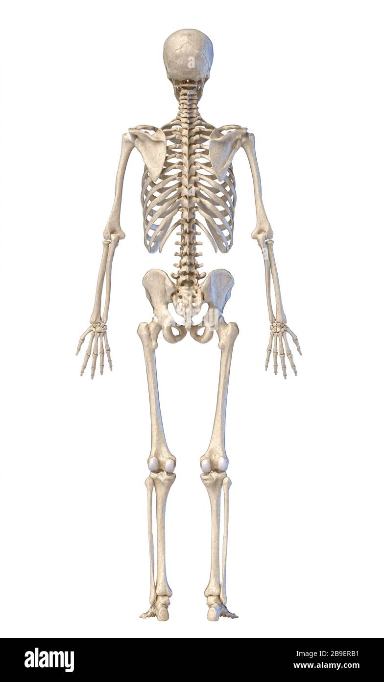 Esqueleto humano, de pie de figura completa, vista trasera sobre fondo blanco. Foto de stock