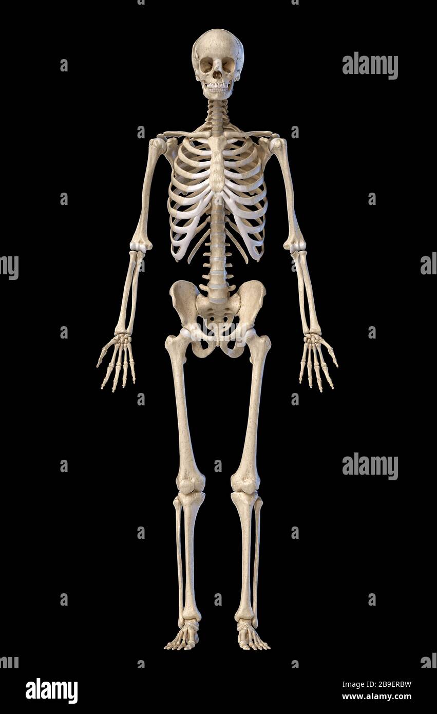 Esqueleto humano, figura completa de pie, vista frontal sobre fondo negro  Fotografía de stock - Alamy
