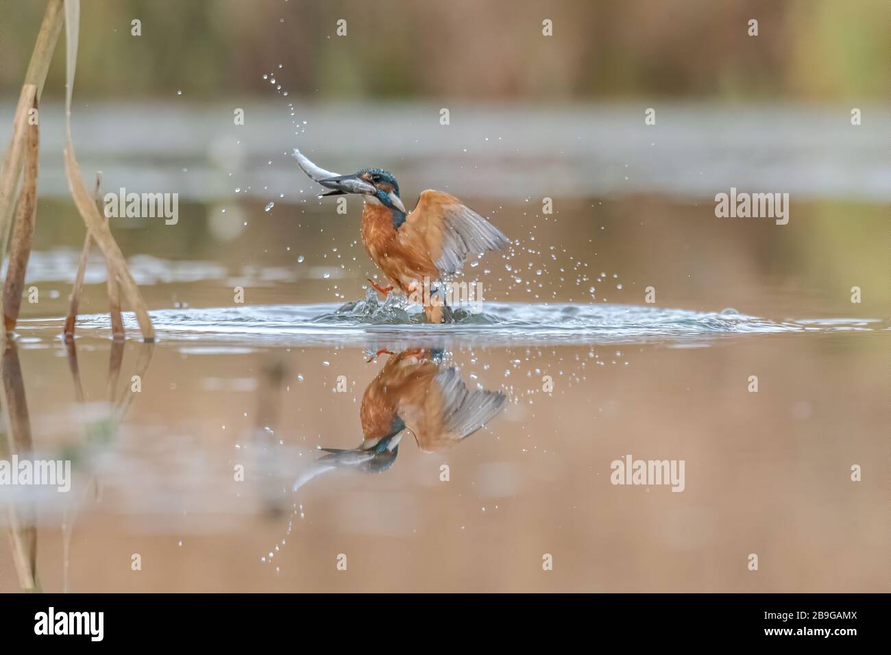 Kingfisher exitoso Foto de stock