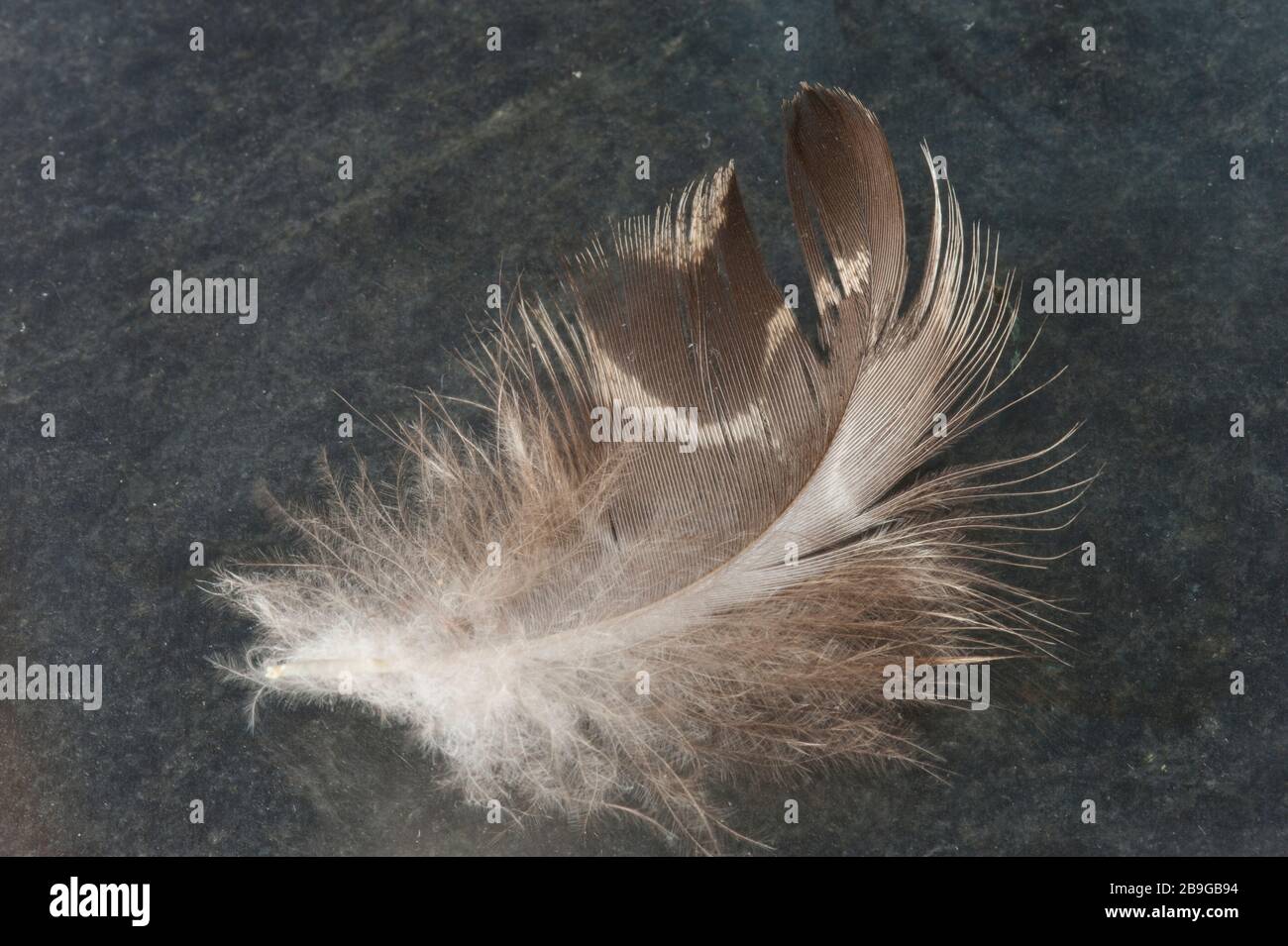 Una sola pluma de ave marrón y blanca fotografiada en pizarra azul contrastante. Foto de stock