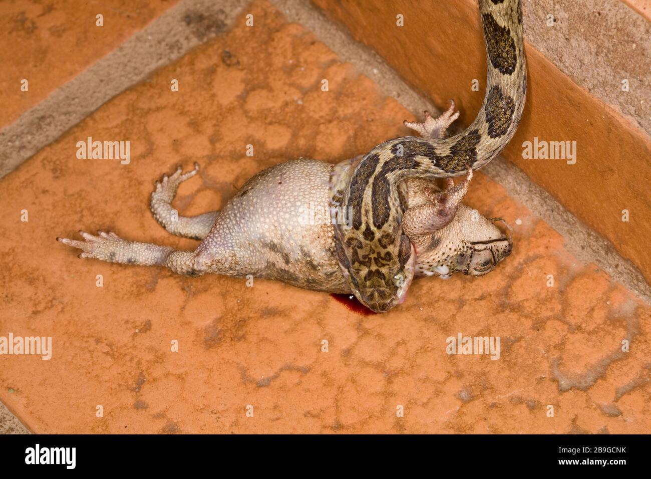 Jararaca-boca-de-toad, Bothrops neuwiedii, Predando a Toad, Predação, Miranda, Mato Grosso do Sul, Brasil Foto de stock