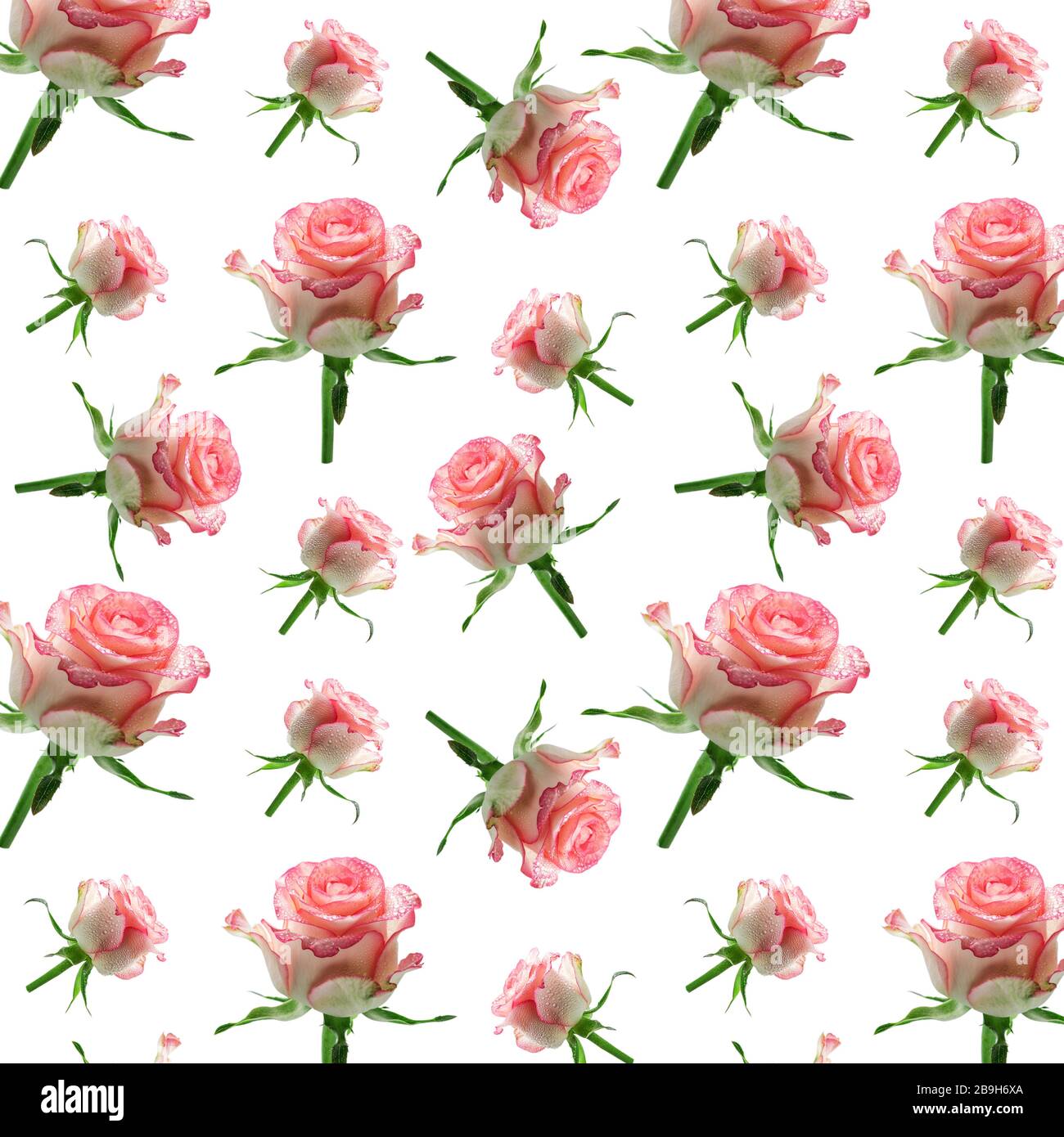 Fondo de pantalla rosa sin costuras patrón de flores sobre fondo blanco. Diseño de rosas rosas sin costuras para tela y papel pintado, para diseño y Fotografía de stock - Alamy Fondo de pantalla rosa sin costuras patrón de flores sobre fondo blanco. Diseño de rosas rosas sin costuras para tela y papel pintado, para diseño y Fotografía de stock - Alamy