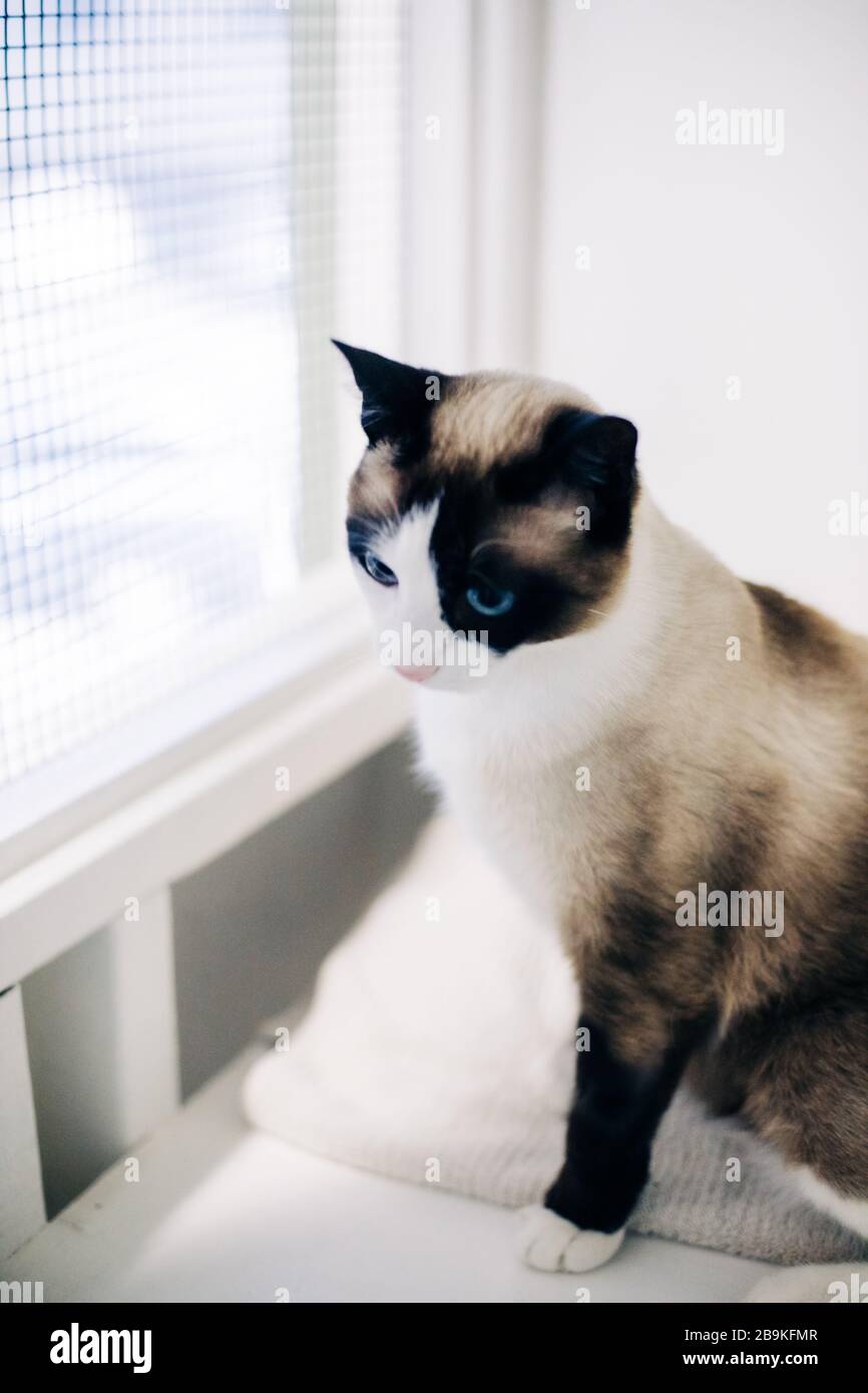 Lindo y adorable retrato de gato y gato con comportamiento y pers Foto de stock