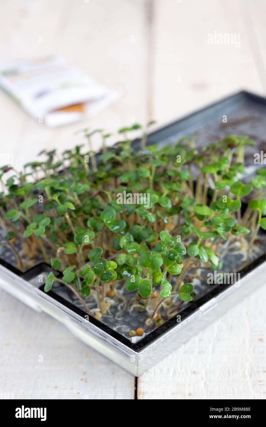 Crecimiento de microgreens a partir de semillas. Foto de stock