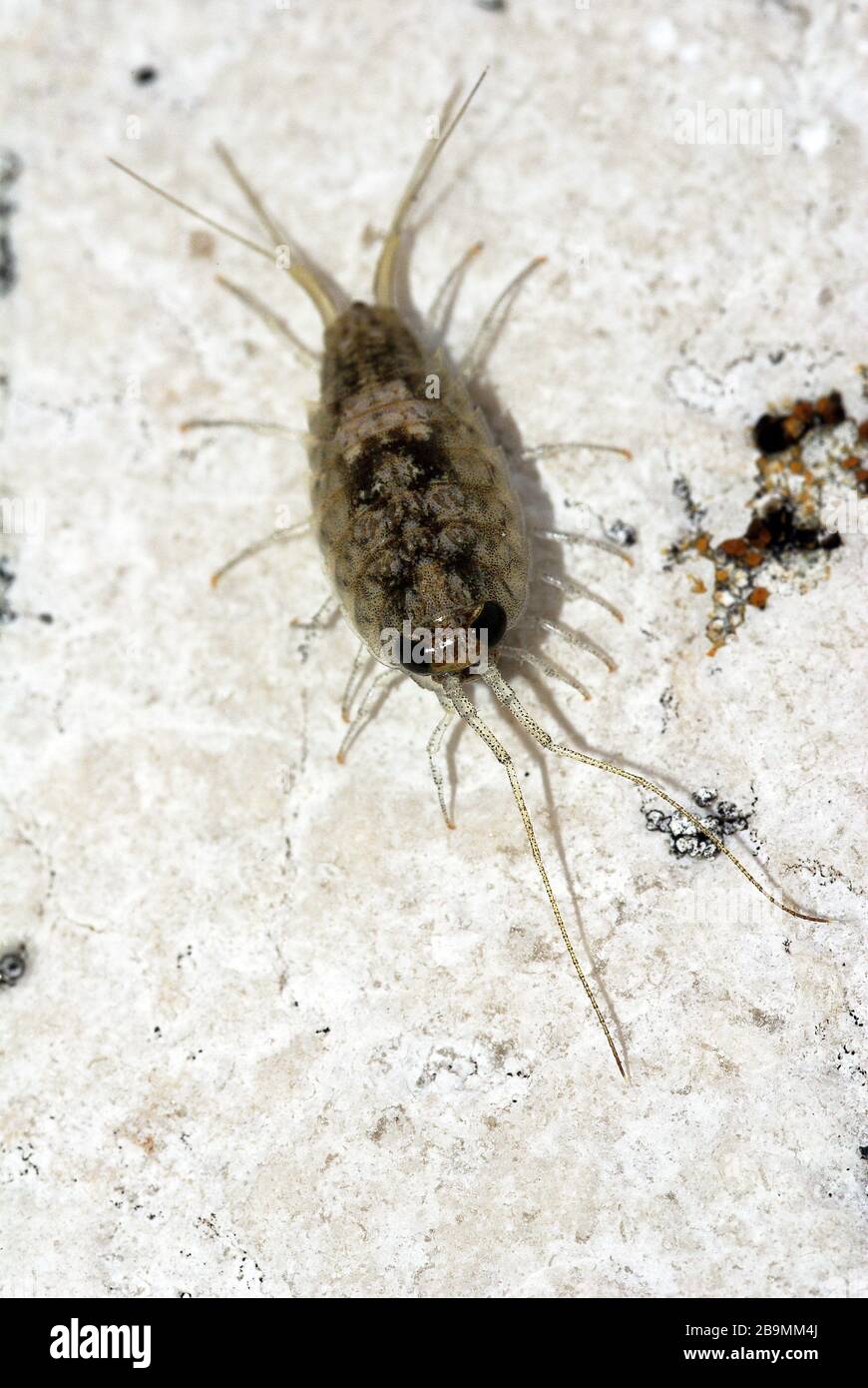 Piojos de roca fotografías e imágenes de alta resolución Alamy