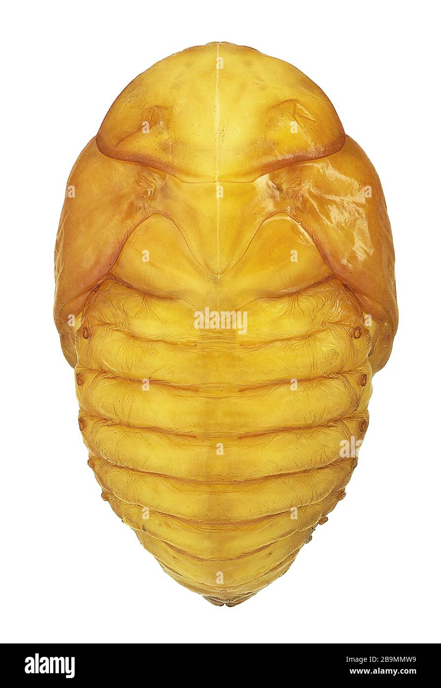 Pupa de escarabajo en el género Protaetia, vista dorsal (Coleoptera, Scarabaeidae, Cetoniinae) Foto de stock
