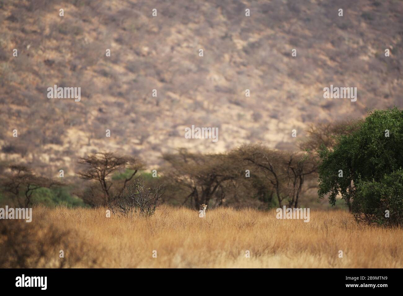Un guepardo explora sus alrededores en medio de hierba seca y alta. Reserva Nacional Samburu, Kenia. Foto de stock