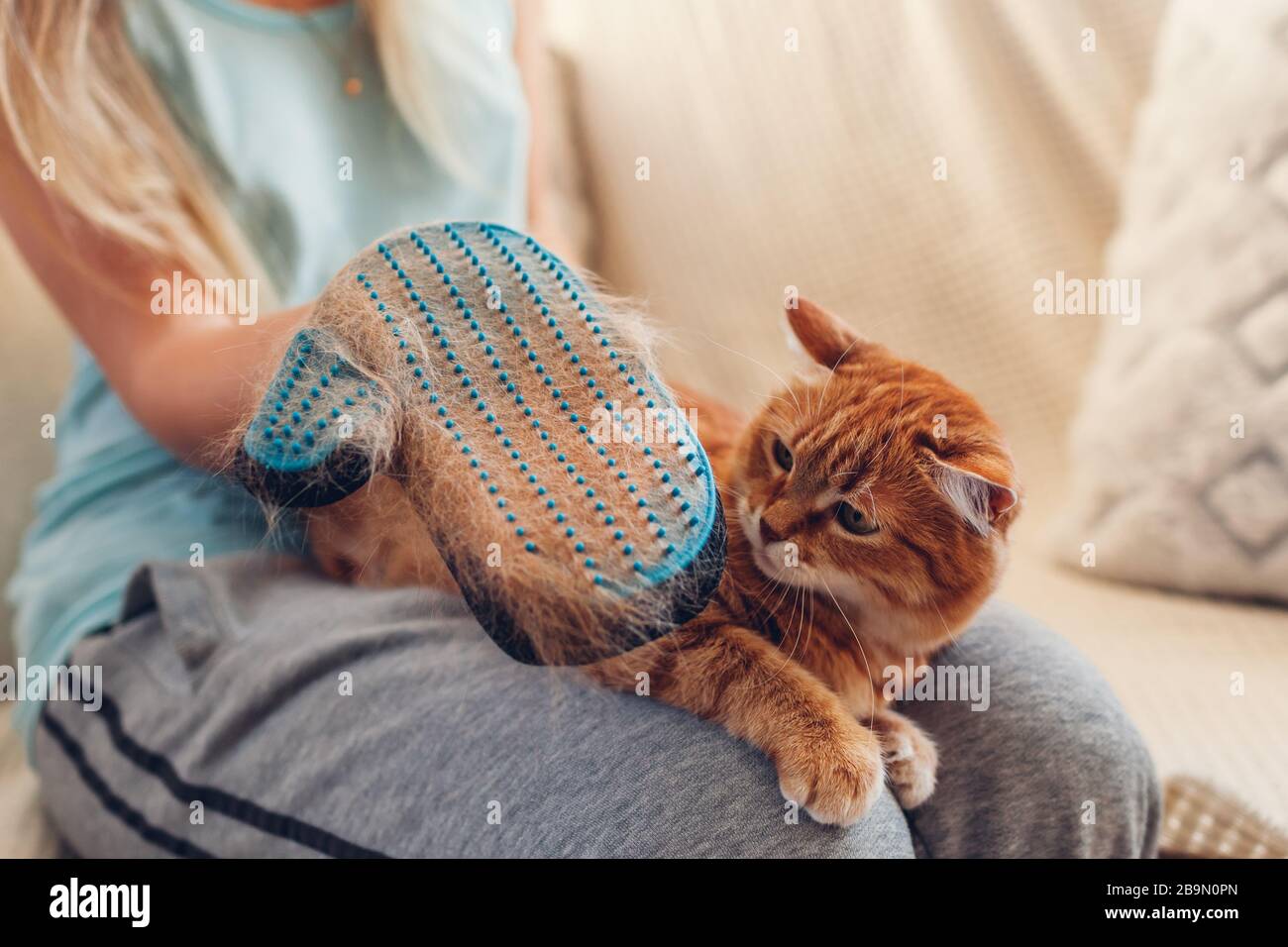 Cepillarse el gato con un guante para eliminar el pelo de las mascotas.  Mujer cuidando de animales peinando con guantes de goma de mano en casa  Fotografía de stock - Alamy