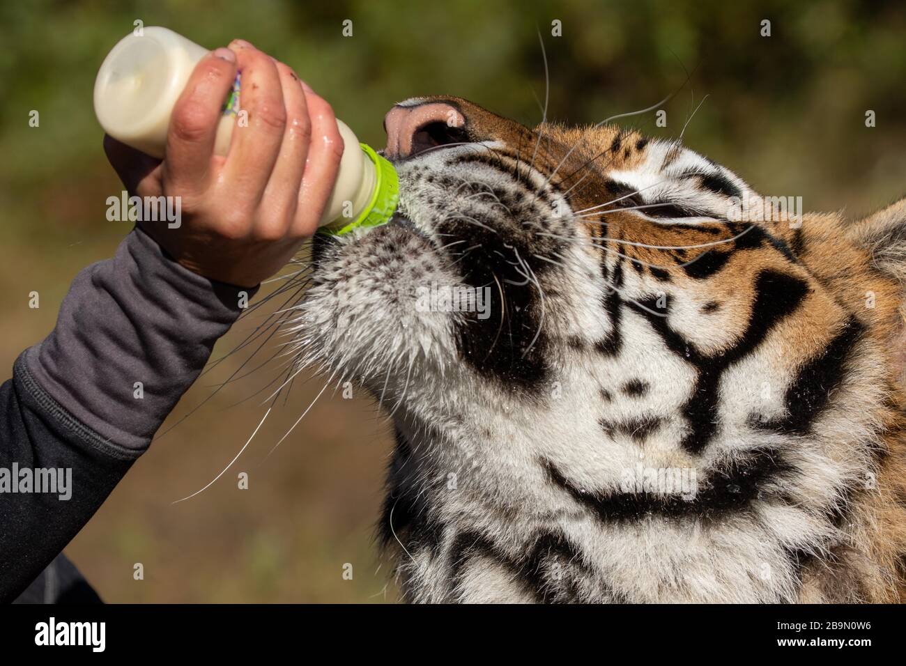 Tigre Siberiano Bebiendo De Una Botella De Bebe En Triple D En Montana Fotografia De Stock Alamy