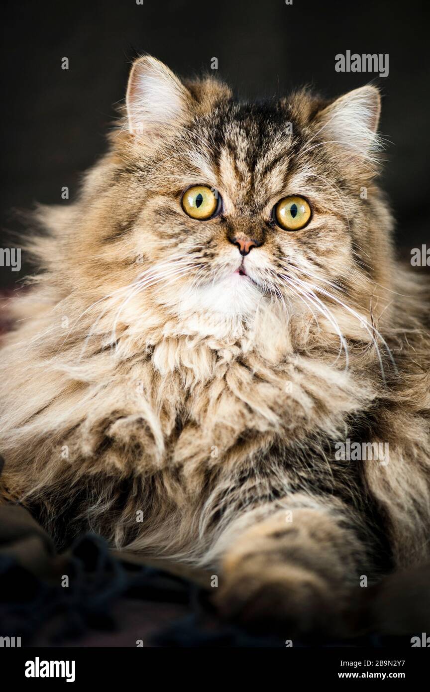 Gato persa Foto de stock
