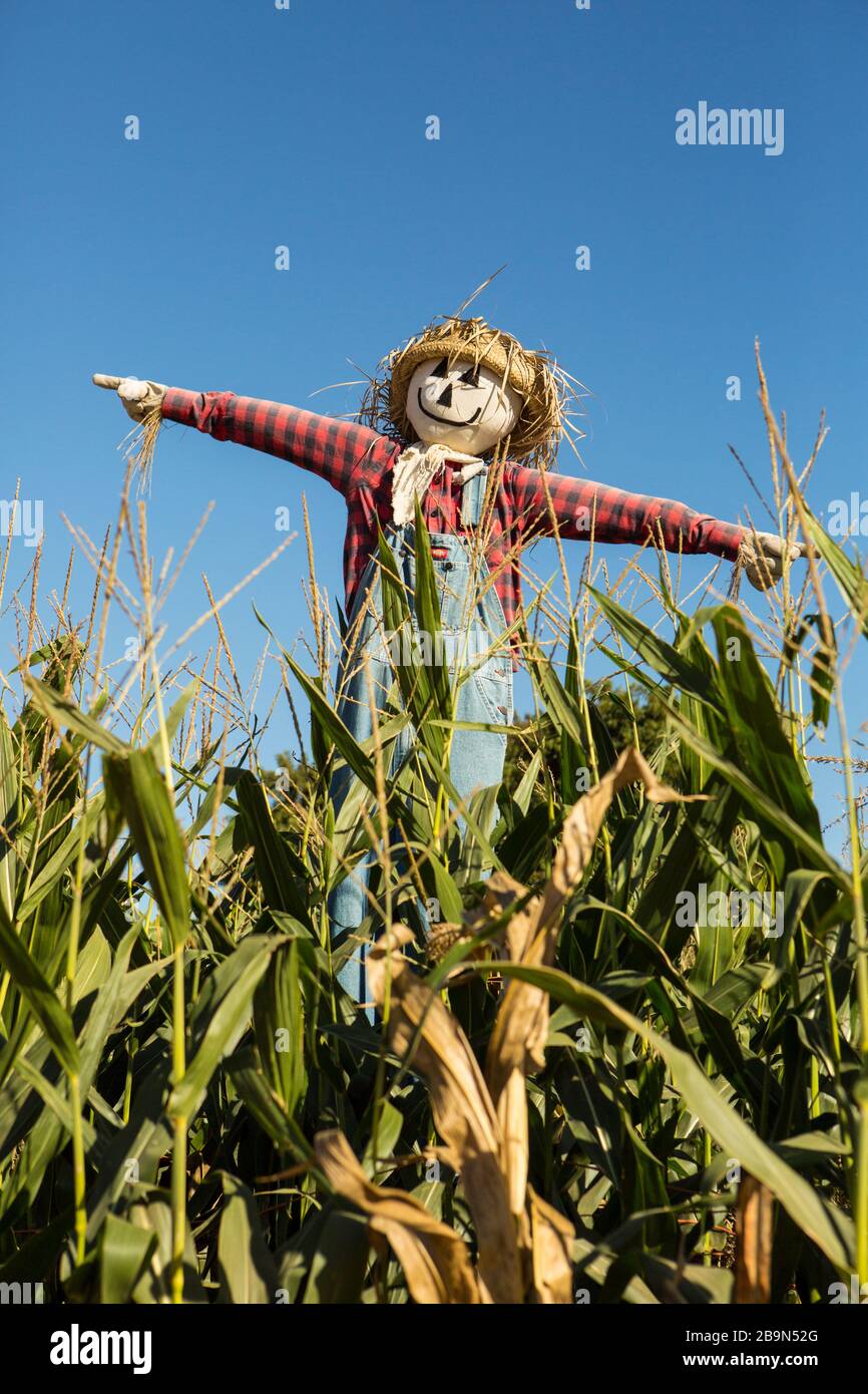 campo de scarrecrow y maíz, Pumpkin Patch, Lane Farms, Santa Barbara, California Foto de stock