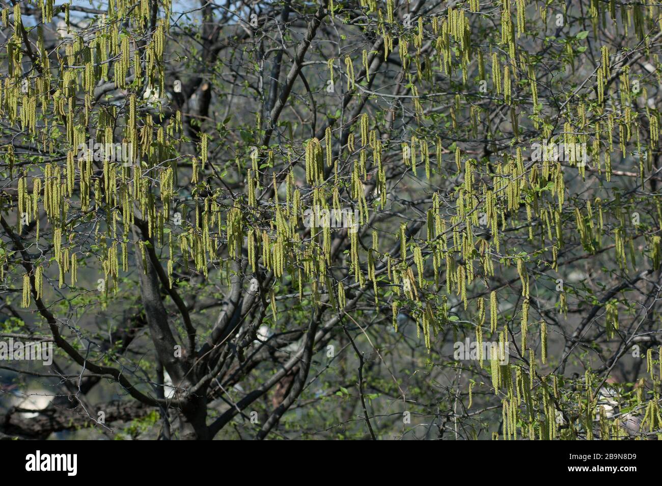 Hoja de sauce lloron en primavera fotografías e imágenes de alta
