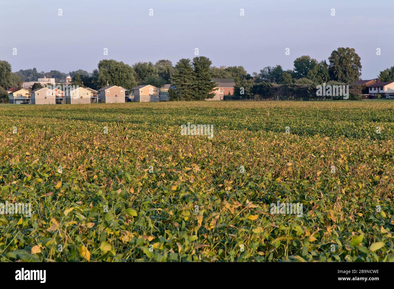 Madurando el campo de soja 'Glycine max', invadiendo casas, pm luz, bordeando el río Ohio. Foto de stock