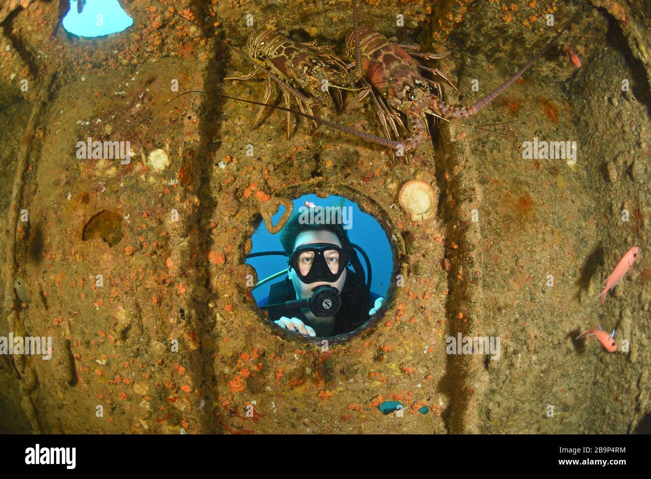 Imágenes submarinas de los buceadores y la vida marina mientras bucean en algunos de los naufragios del barco alrededor de San Martín, Caribe Foto de stock