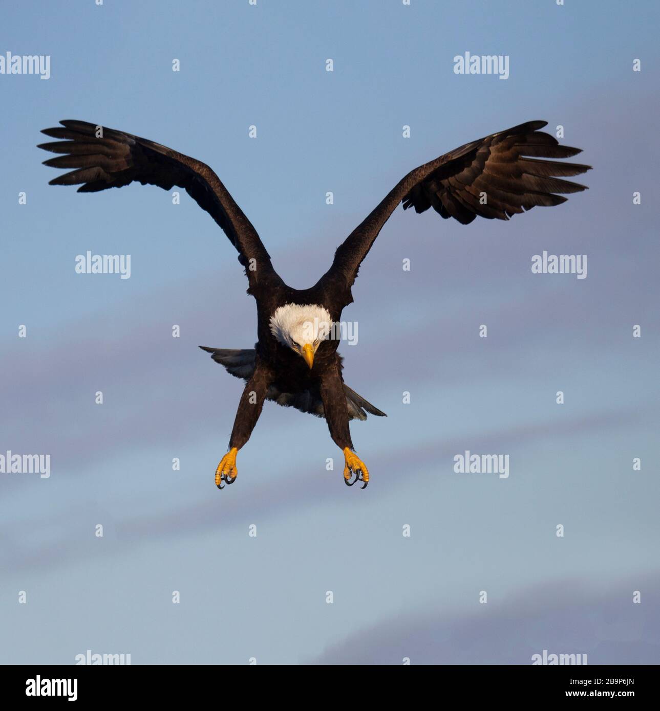 Patas De Aguila Fotos E Imagenes De Stock Alamy