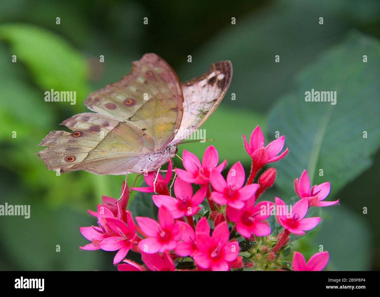 Planta madre de perla fotografías e imágenes de alta resolución Alamy