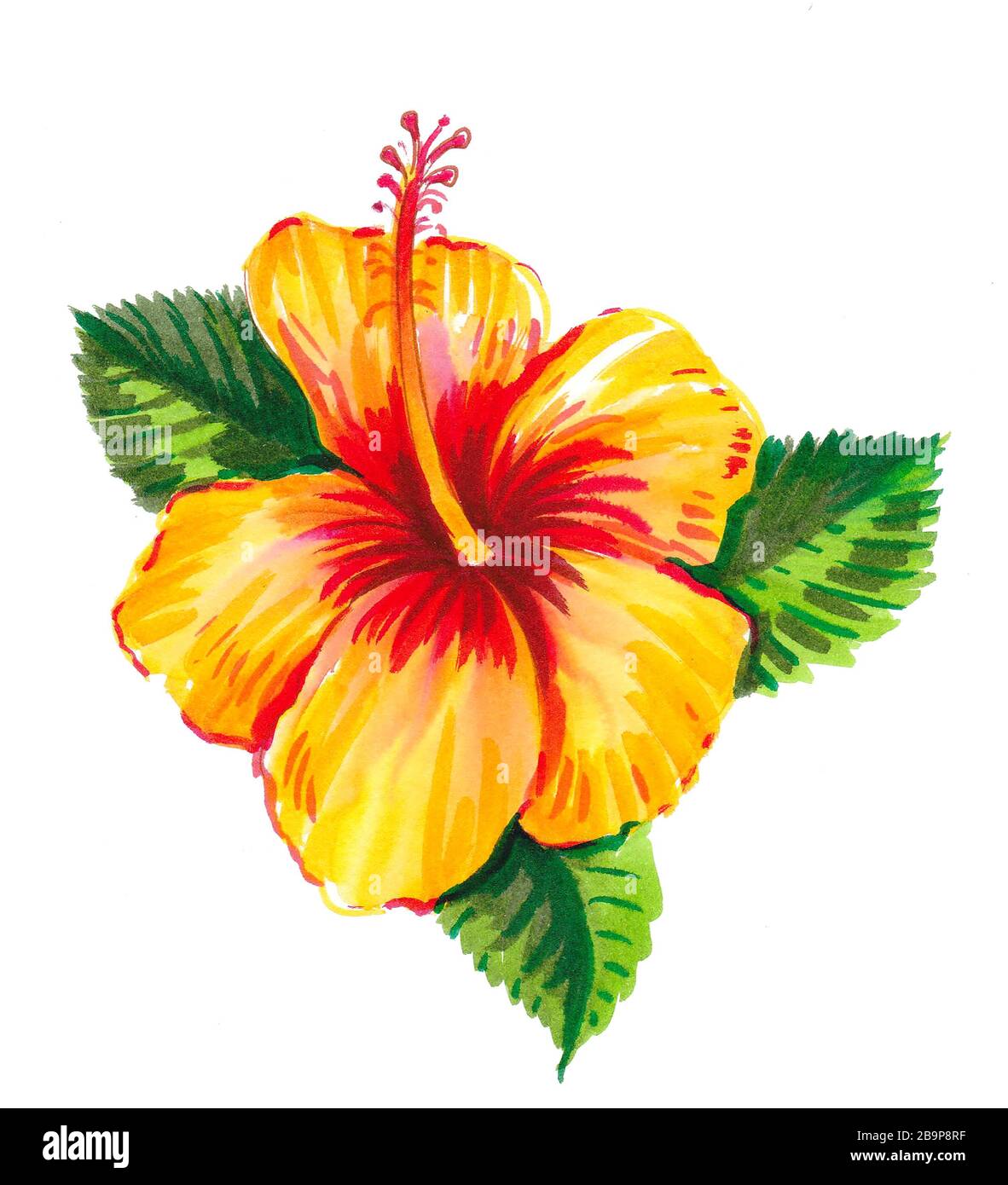 Hermosa flor amarilla de hibisco. Dibujo de tinta y acuarela Fotografía de stock - Alamy Hermosa flor amarilla de hibisco. Dibujo de tinta y acuarela Fotografía de stock - Alamy