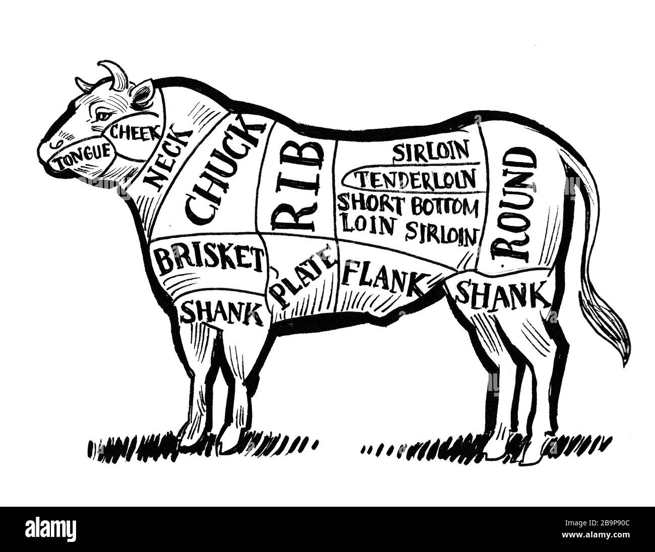 Tabla de carne de res para carnicero. Dibujo en blanco y negro Fotografía de  stock - Alamy