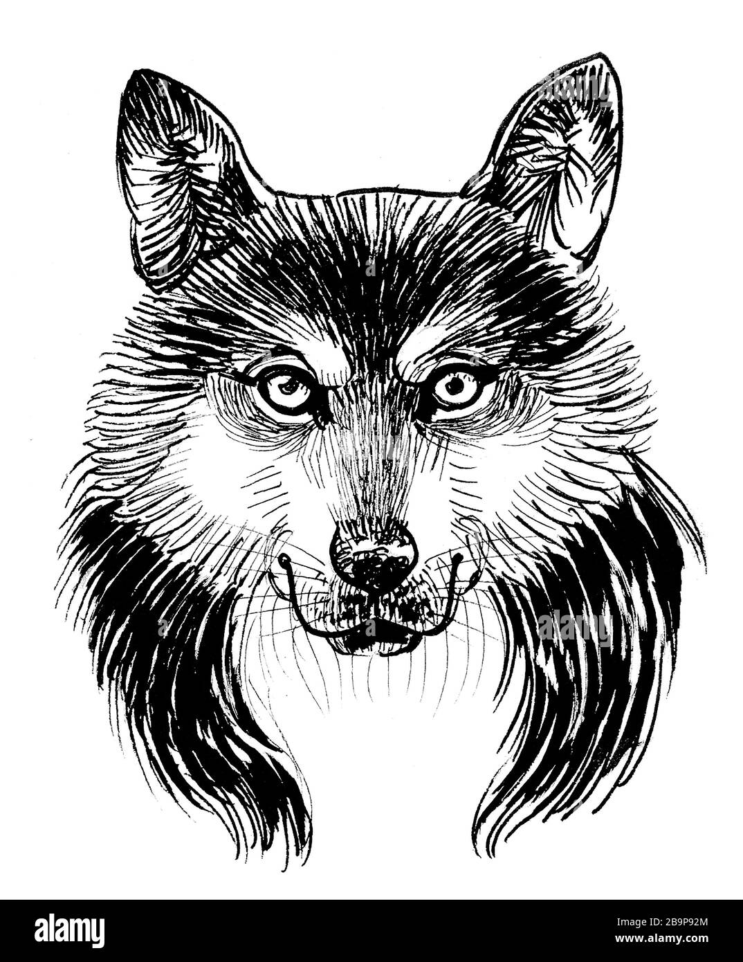 Cabeza de lobo. Dibujo en blanco y negro Fotografía de stock - Alamy