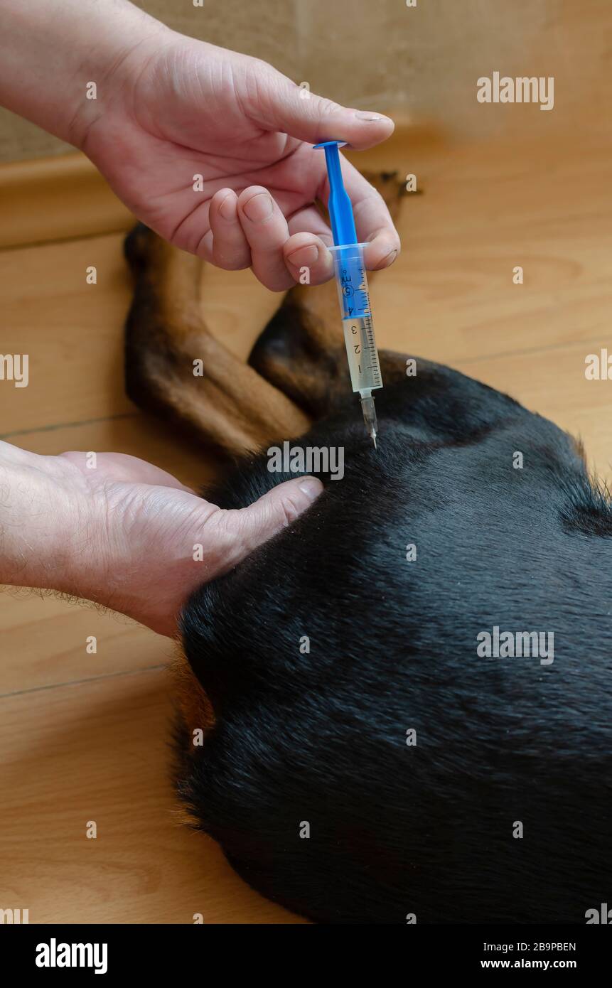 El proceso de inyectar un perro en la pata trasera. La mano masculina  intramuscular administra la medicina a un perro joven. El propietario del  rottweiler p Fotografía de stock - Alamy