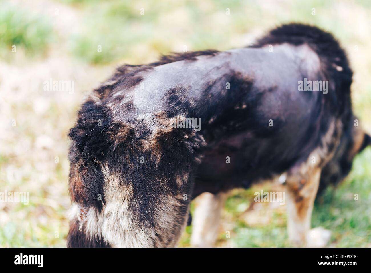 Enfermedad y dermatitis del perro grande enfermo en la piel del perro, área irregular de la piel en perros, alopecia Foto de stock