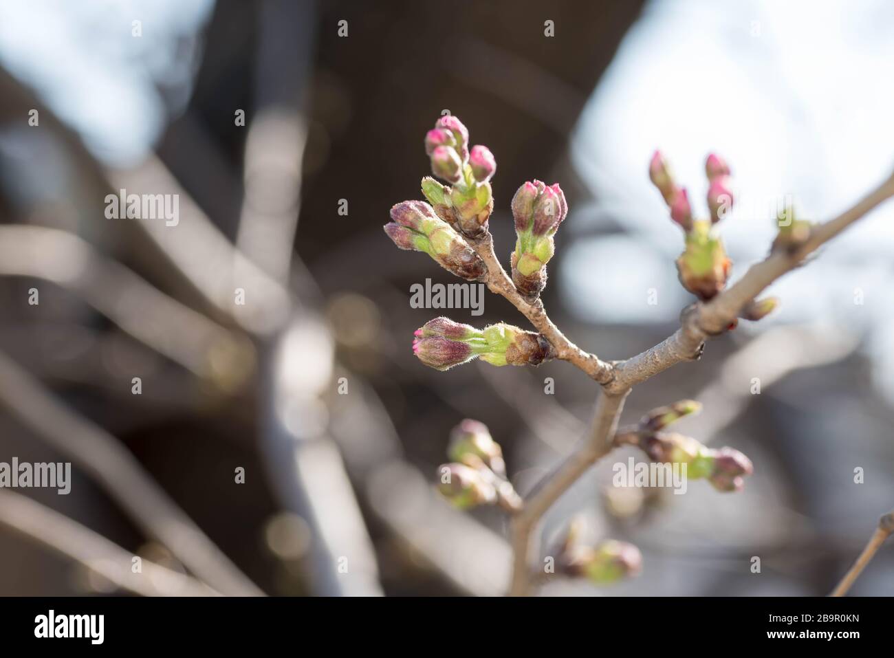 Flores de cerezo o brotes de flores sakura a punto de florecer en la temporada de primavera en Japón. Foto de stock