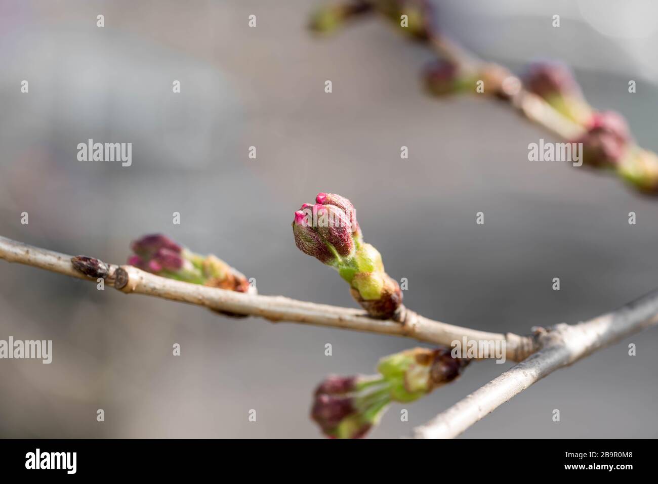 Flores de cerezo o brotes de flores sakura a punto de florecer en la temporada de primavera en Japón. Foto de stock