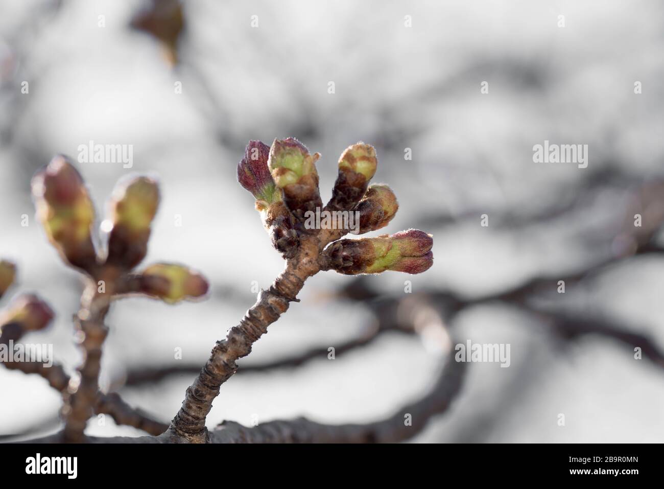 Flores de cerezo o brotes de flores sakura a punto de florecer en la temporada de primavera en Japón. Foto de stock