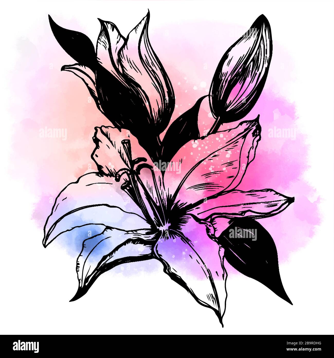 Bonito diseño floral dibujado lirio. Fondo del vector de flores. Acuarela y pintura de tinta Imagen Vector de stock - Alamy Bonito diseño floral dibujado lirio. Fondo del vector de flores. Acuarela y pintura de tinta Imagen Vector de stock - Alamy