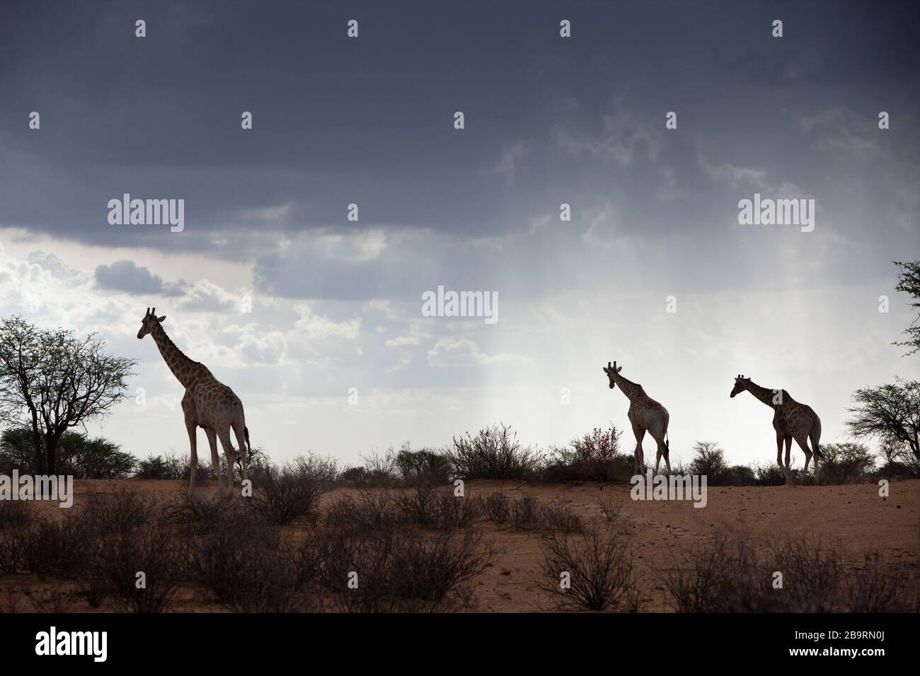 Jirafa angoleña en el desierto de Kalahari, Giraffa giraffa angolensis, Cuenca de Kalahari, Namibia Foto de stock