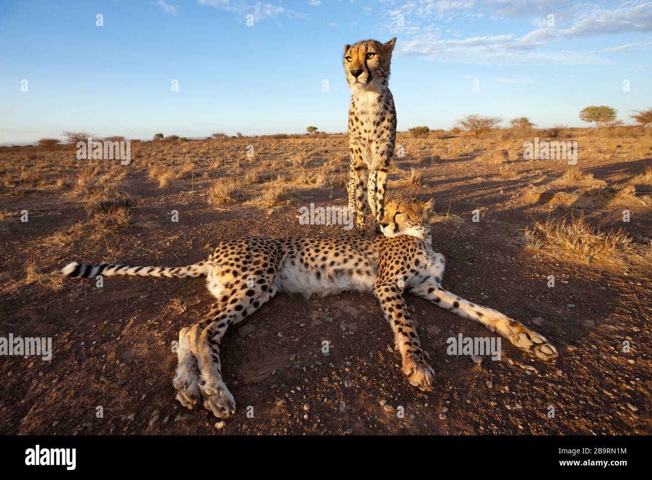 Cheetah subadulta masculina, Acinonyx jubatus, Cuenca del Kalahari, Namibia Foto de stock