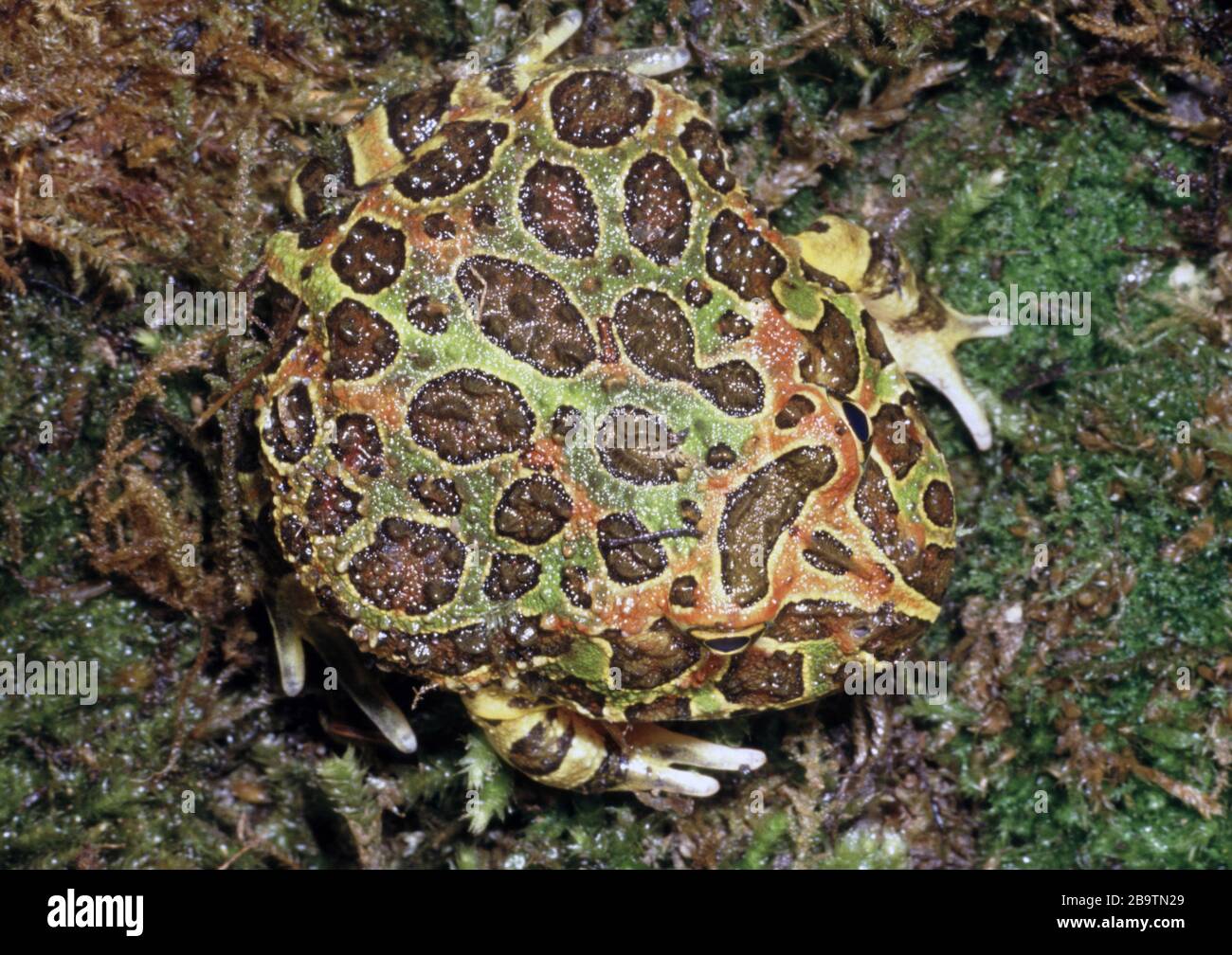 Pacman Frog, Ceratophrys ornata Fotografía de stock - Alamy