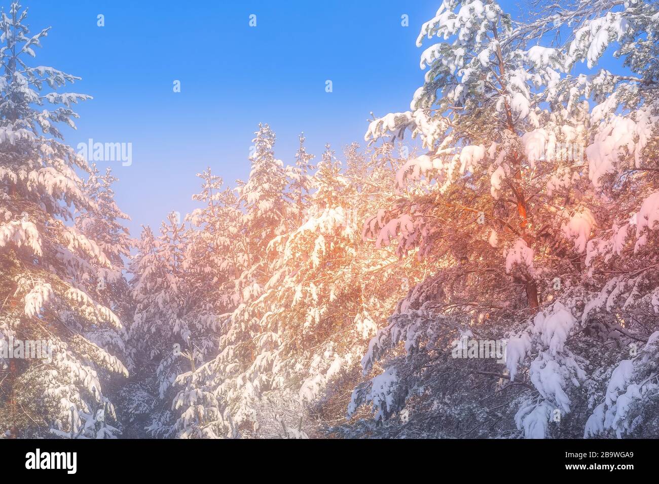 Defocused invierno Navidad fondo, majestuosos bruces blanco nieve brillando por la luz del sol. Bansko, Bulgaria Foto de stock