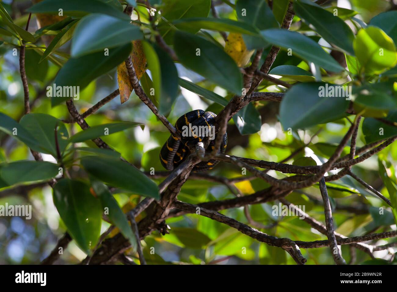 Serpiente de boiga dendrophila en Manboses, Malasia Foto de stock