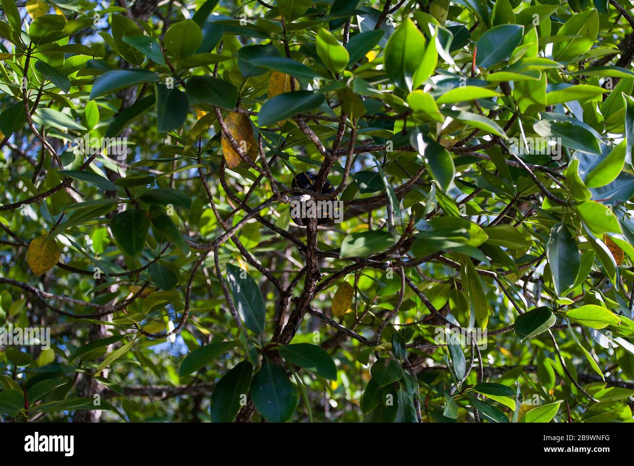 Serpiente de boiga dendrophila en Manboses, Malasia Foto de stock