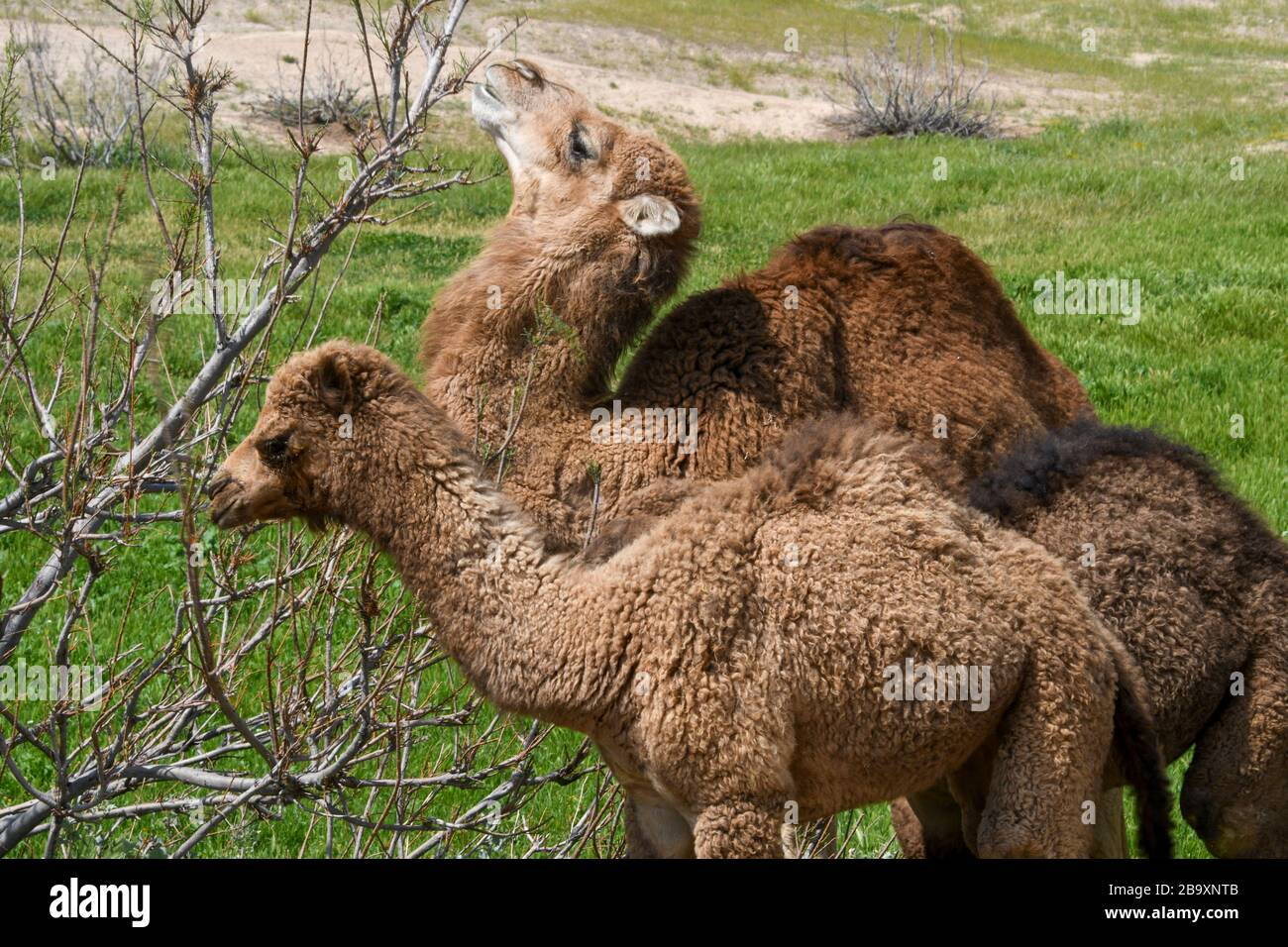 Dos camellos dromedarios jóvenes que se alimentan de un arbusto fotografiaron el valle de Kidron, el desierto de Judea, Cisjordania Palestina Israel en marzo Foto de stock