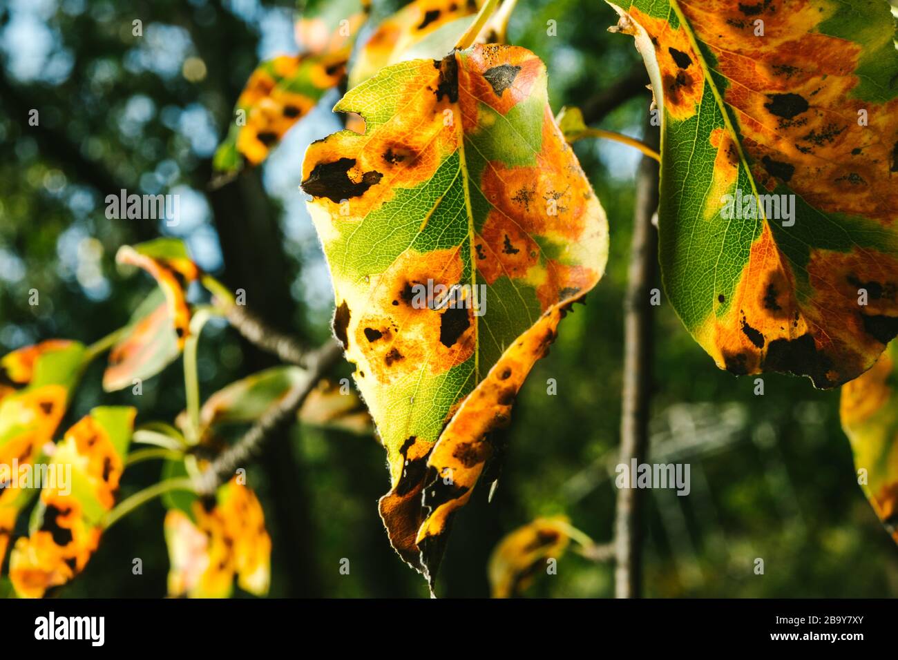 Manchas rojas en las hojas de pera. El árbol está enfermo con un hongo Foto de stock