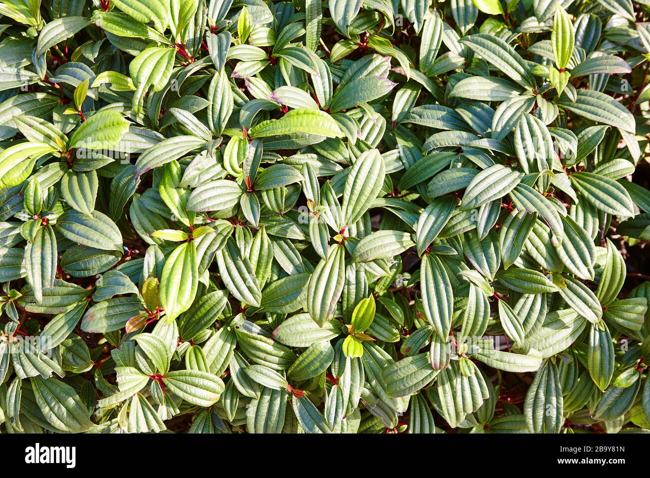 Bosque y árbol espeso y verde follaje de verano en el campo inglés